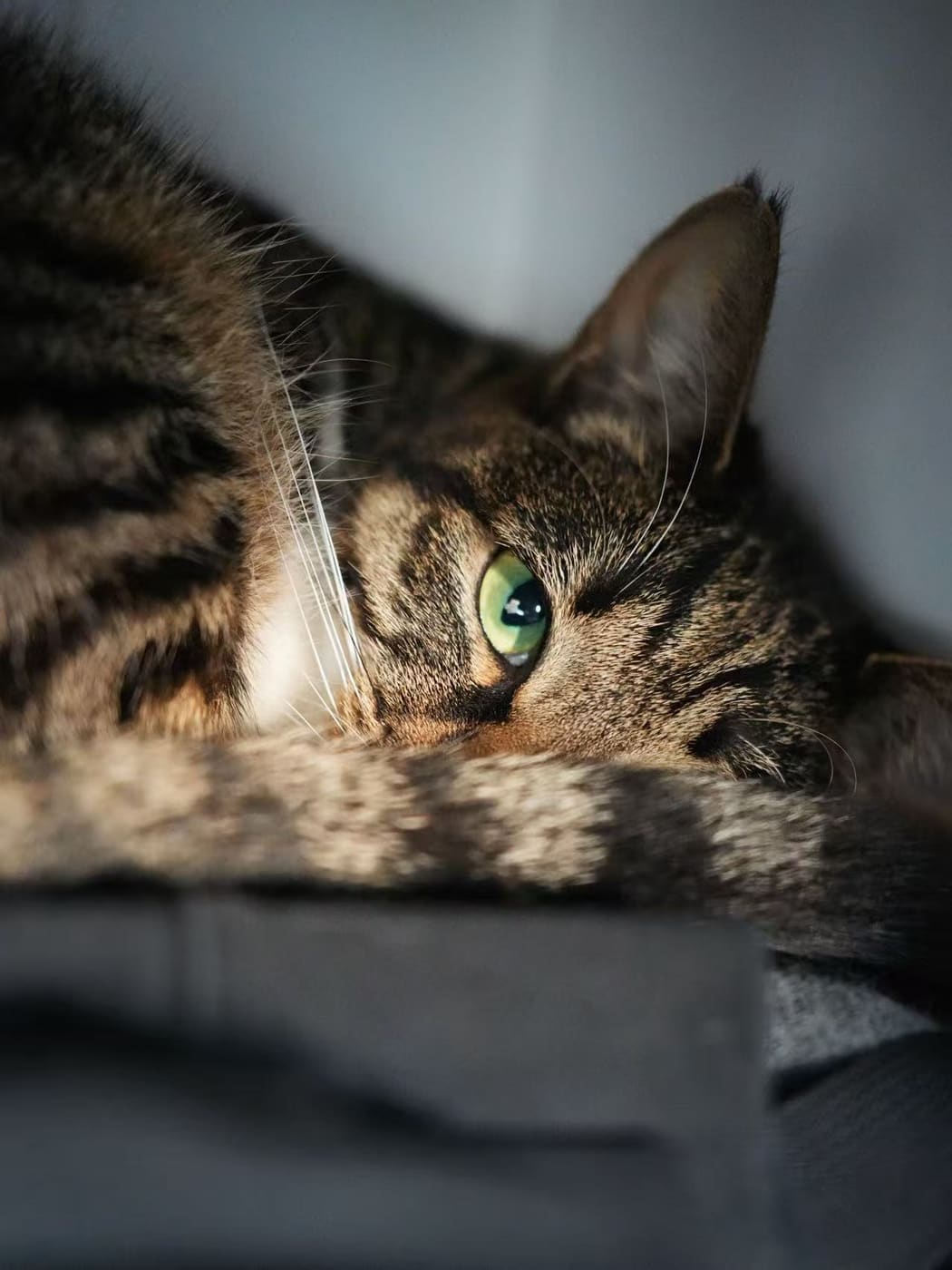 家里的猫